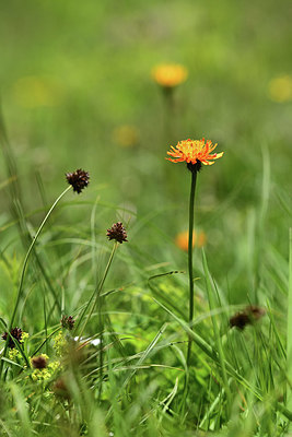BUITEN BEELD Foto: 363327