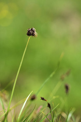 BUITEN BEELD Foto: 363329