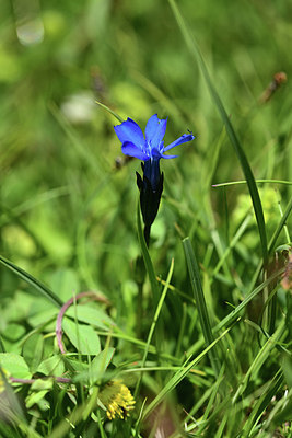 BUITEN BEELD Foto: 363345