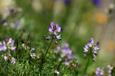 BUITEN BEELD Foto: 363362