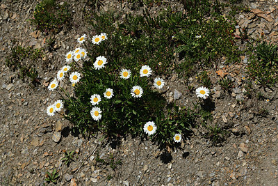 BUITEN BEELD Foto: 363366