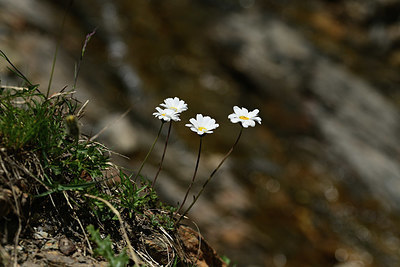 BUITEN BEELD Foto: 363368