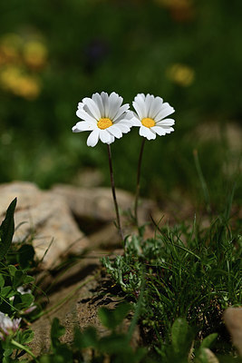 BUITEN BEELD Foto: 363372