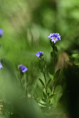 BUITEN BEELD Foto: 363373