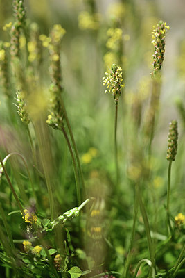 BUITEN BEELD Foto: 363376