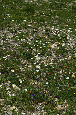 BUITEN BEELD Foto: 363380