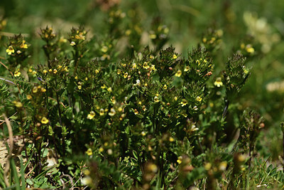 BUITEN BEELD Foto: 363413