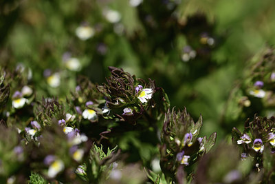 BUITEN BEELD Foto: 363428