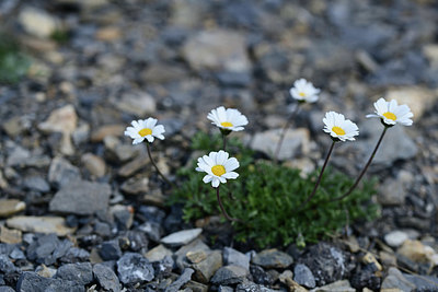 BUITEN BEELD Foto: 363436