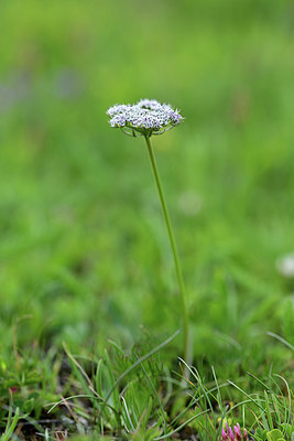 BUITEN BEELD Foto: 363456