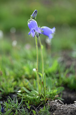 BUITEN BEELD Foto: 363457