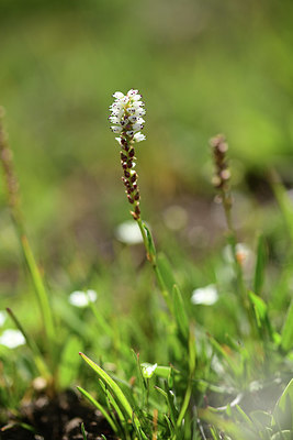 BUITEN BEELD Foto: 363458