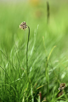 BUITEN BEELD Foto: 363464