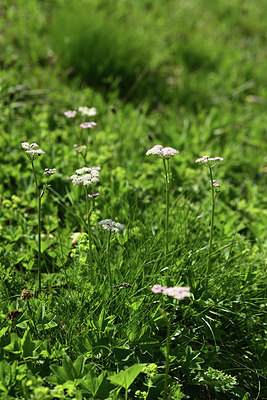 BUITEN BEELD Foto: 363469