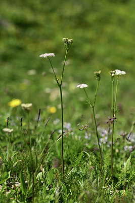 BUITEN BEELD Foto: 363470