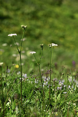 BUITEN BEELD Foto: 363471