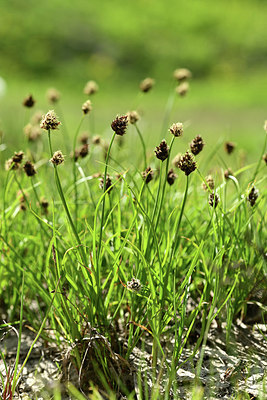 BUITEN BEELD Foto: 363479