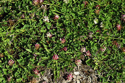 BUITEN BEELD Foto: 363486