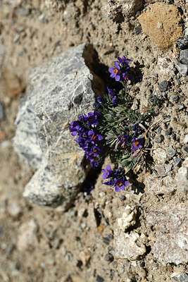 BUITEN BEELD Foto: 363490