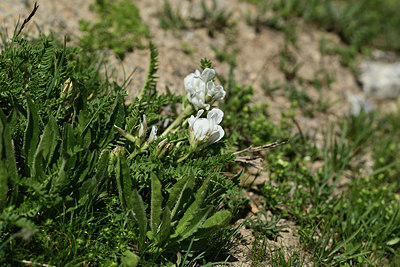 BUITEN BEELD Foto: 363496