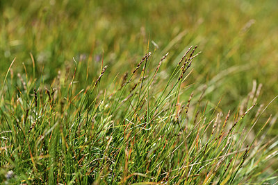 BUITEN BEELD Foto: 363505