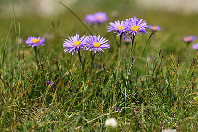 BUITEN BEELD Foto: 363509