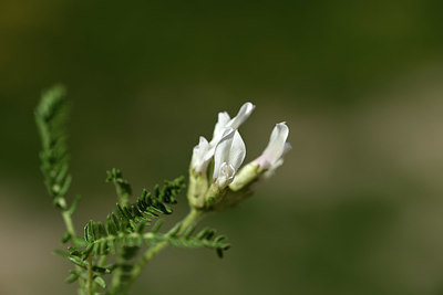 BUITEN BEELD Foto: 363514