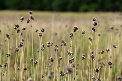 BUITEN BEELD Foto: 363516