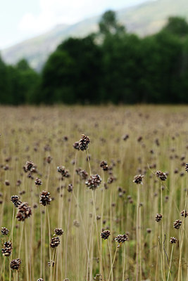 BUITEN BEELD Foto: 363517