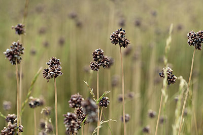 BUITEN BEELD Foto: 363521