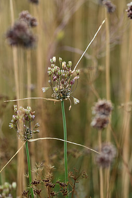 BUITEN BEELD Foto: 363523
