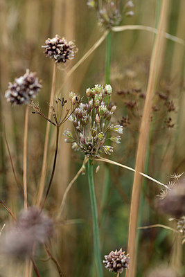 BUITEN BEELD Foto: 363524