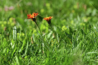 BUITEN BEELD Foto: 363529