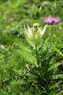 BUITEN BEELD Foto: 363531