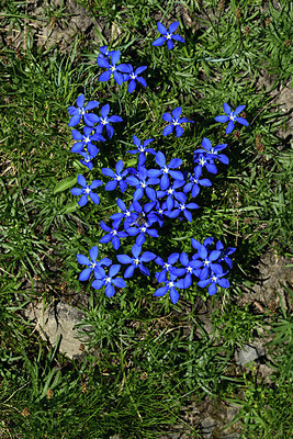BUITEN BEELD Foto: 363535