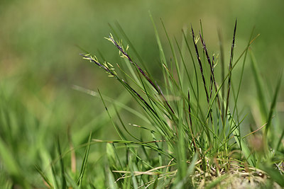 BUITEN BEELD Foto: 363542