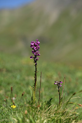 BUITEN BEELD Foto: 363543
