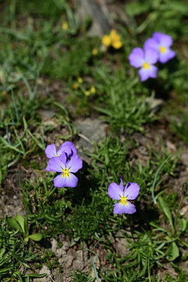 BUITEN BEELD Foto: 363544
