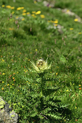 BUITEN BEELD Foto: 363553