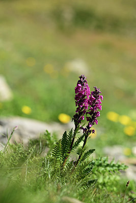 BUITEN BEELD Foto: 363555