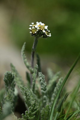 BUITEN BEELD Foto: 363556