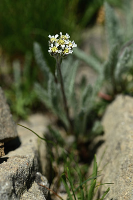 BUITEN BEELD Foto: 363557