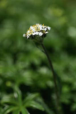 BUITEN BEELD Foto: 363561