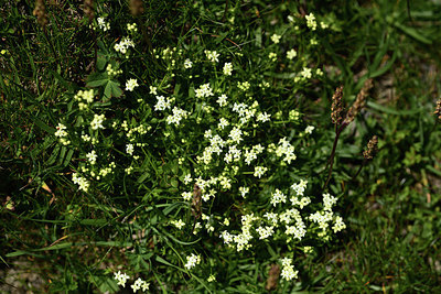 BUITEN BEELD Foto: 363563