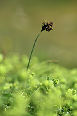 BUITEN BEELD Foto: 363565