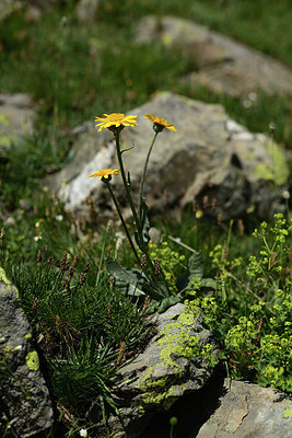 BUITEN BEELD Foto: 363576
