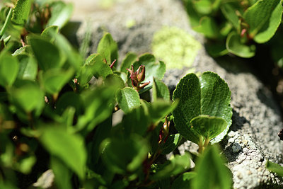 BUITEN BEELD Foto: 363582