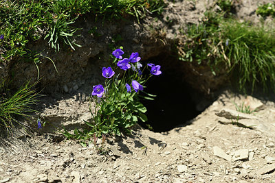 BUITEN BEELD Foto: 363584