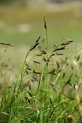 BUITEN BEELD Foto: 363587