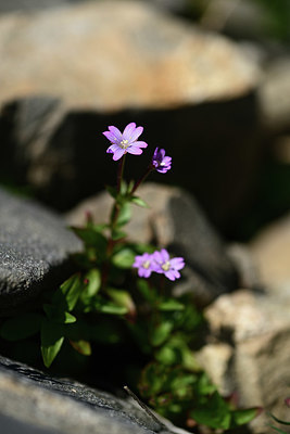 BUITEN BEELD Foto: 363588